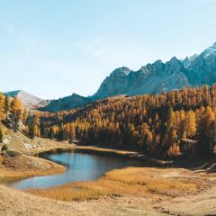 Ayurvedic and Herbal Products